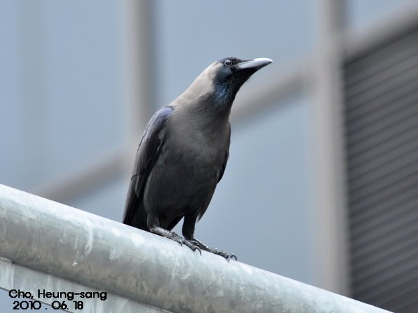 House Crow  미등록(미...